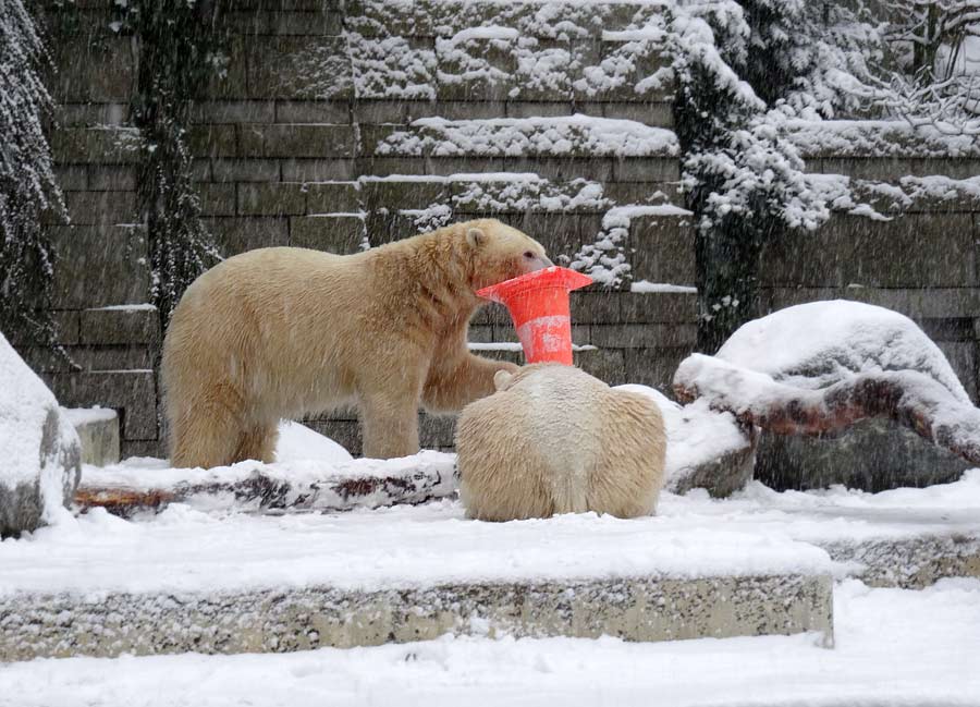 Eisbär LUKA und Eisbärin ANORI im Zoologischen Garten Wuppertal am 24. Januar 2015