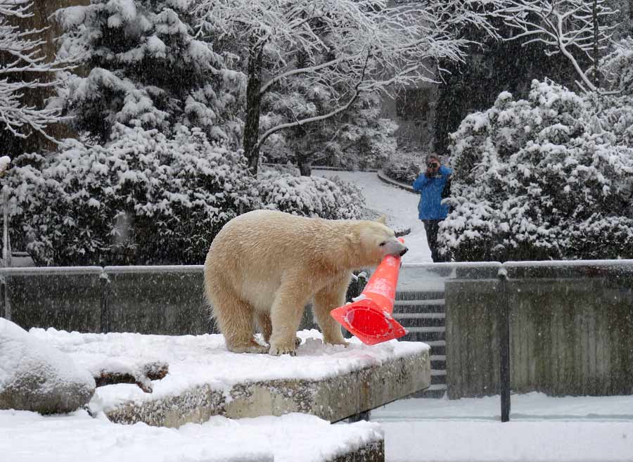 Eisbärin ANORI im Grünen Zoo Wuppertal am 24. Januar 2015