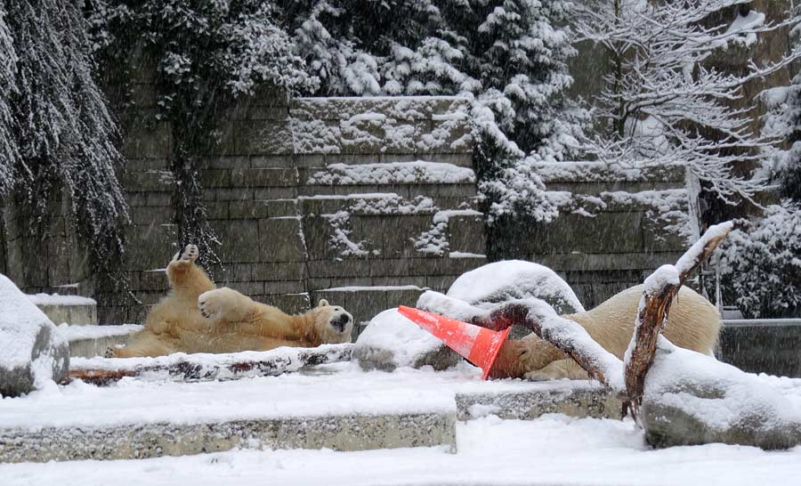 Eisbär LUKA und Eisbärin ANORI im Zoo Wuppertal am 24. Januar 2015