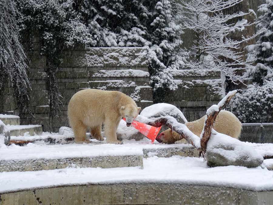 Eisbär LUKA und Eisbärin ANORI im Grünen Zoo Wuppertal am 24. Januar 2015