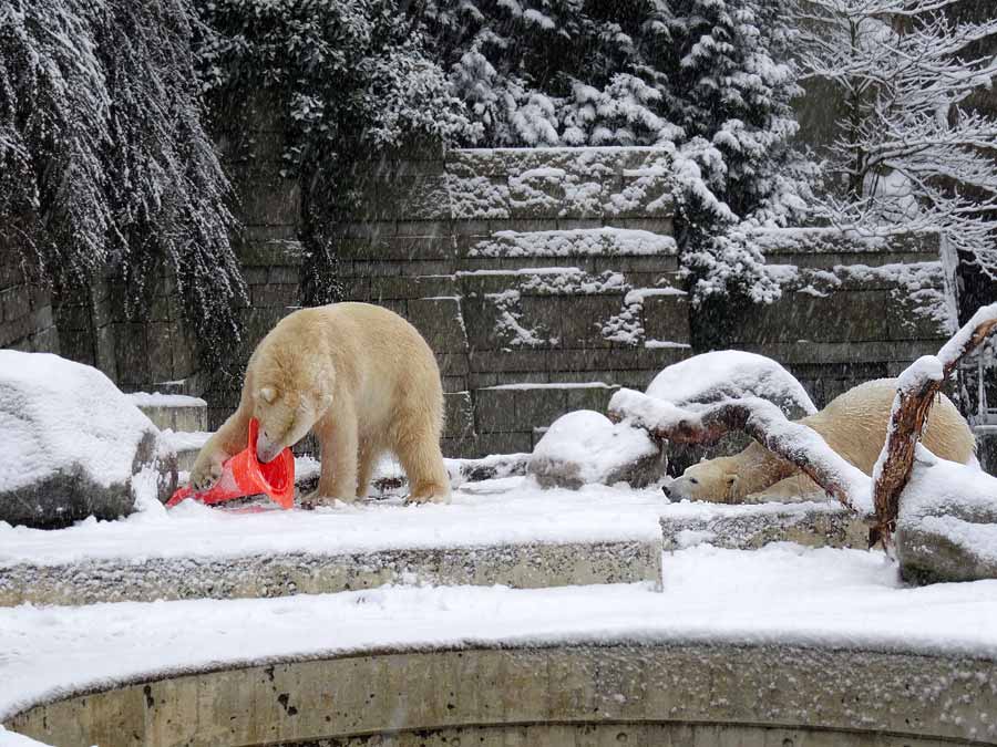 Eisbär LUKA und Eisbärin ANORI im Wuppertaler Zoo am 24. Januar 2015