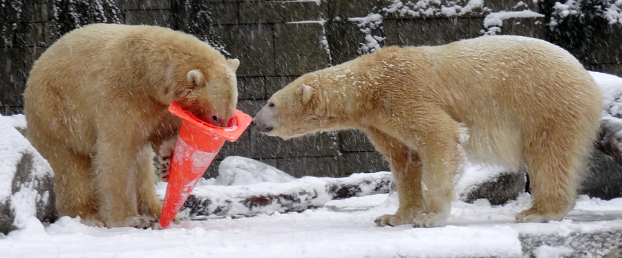 Eisbär LUKA und Eisbärin ANORI im Zoo Wuppertal am 24. Januar 2015