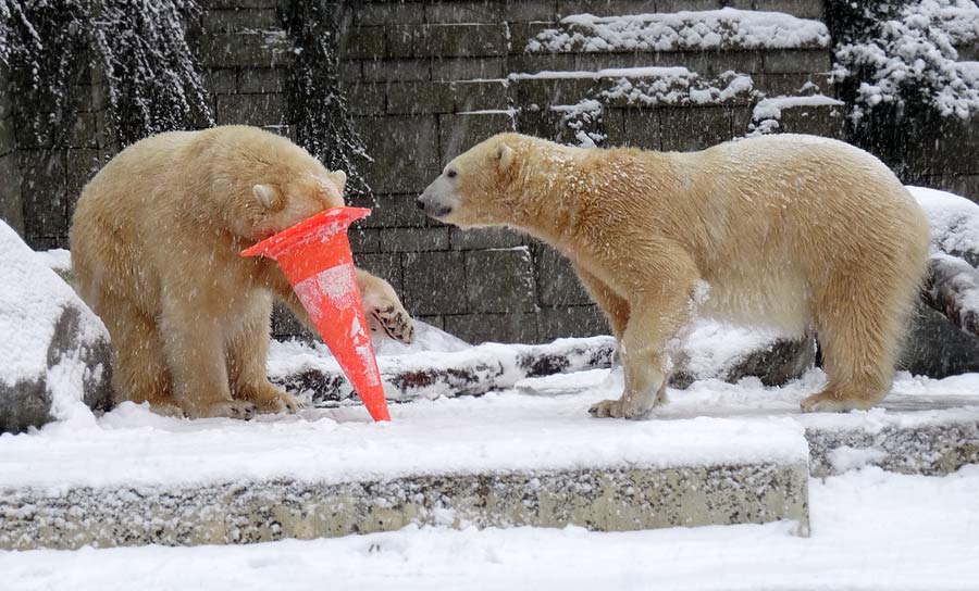 Eisbär LUKA und Eisbärin ANORI im Zoologischen Garten Wuppertal am 24. Januar 2015