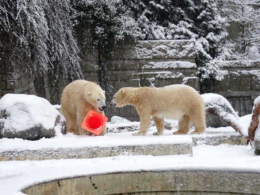 Eisbär LUKA und Eisbärin ANORI im Zoo Wuppertal am 24. Januar 2015