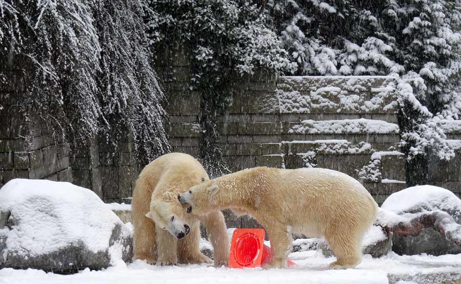 Eisbär LUKA und Eisbärin ANORI im Grünen Zoo Wuppertal am 24. Januar 2015