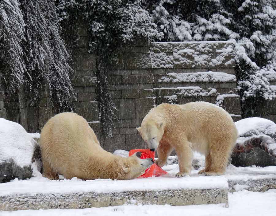 Eisbär LUKA und Eisbärin ANORI im Wuppertaler Zoo am 24. Januar 2015