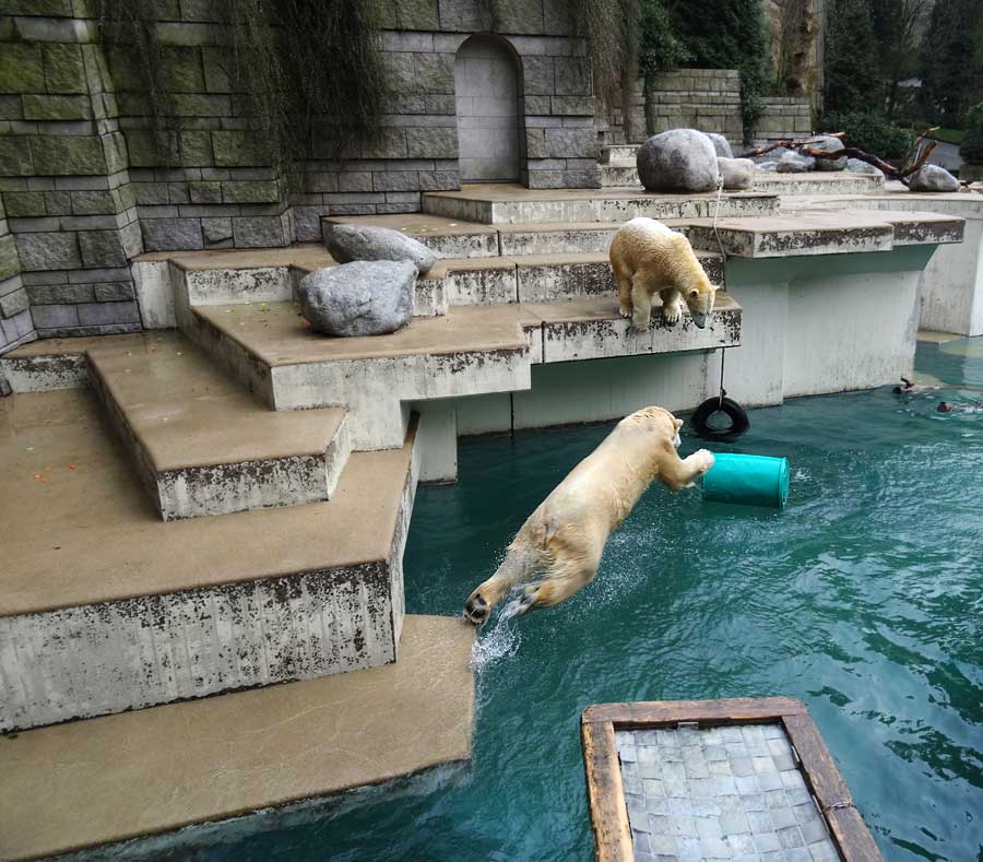 Eisbär Luka und Eisbärin Anori im Zoo Wuppertal am 22. Februar 2015