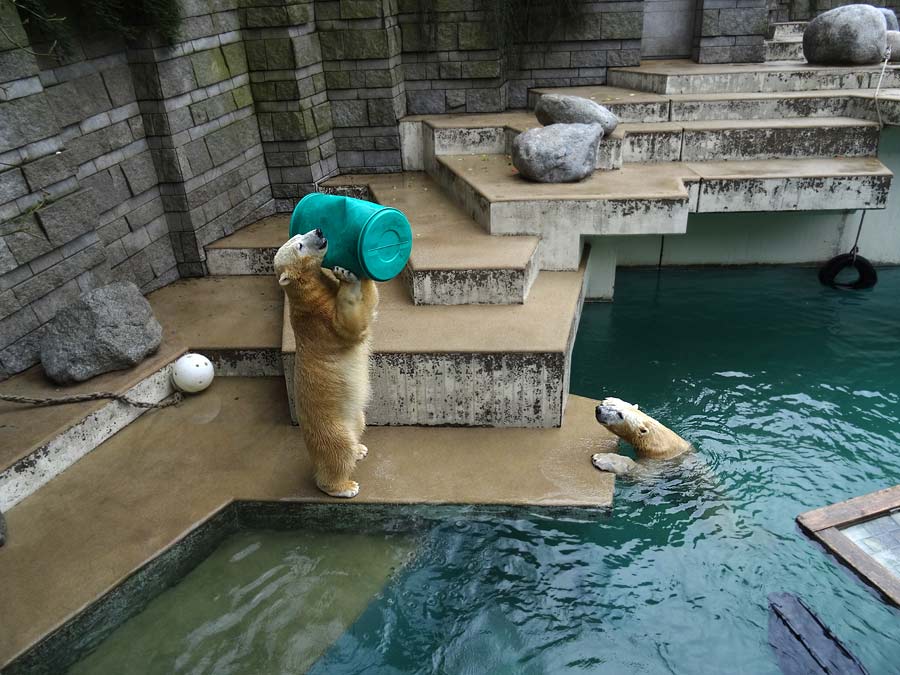 Eisbärin Anori und Eisbär Luka im Zoologischen Garten Wuppertal am 22. Februar 2015