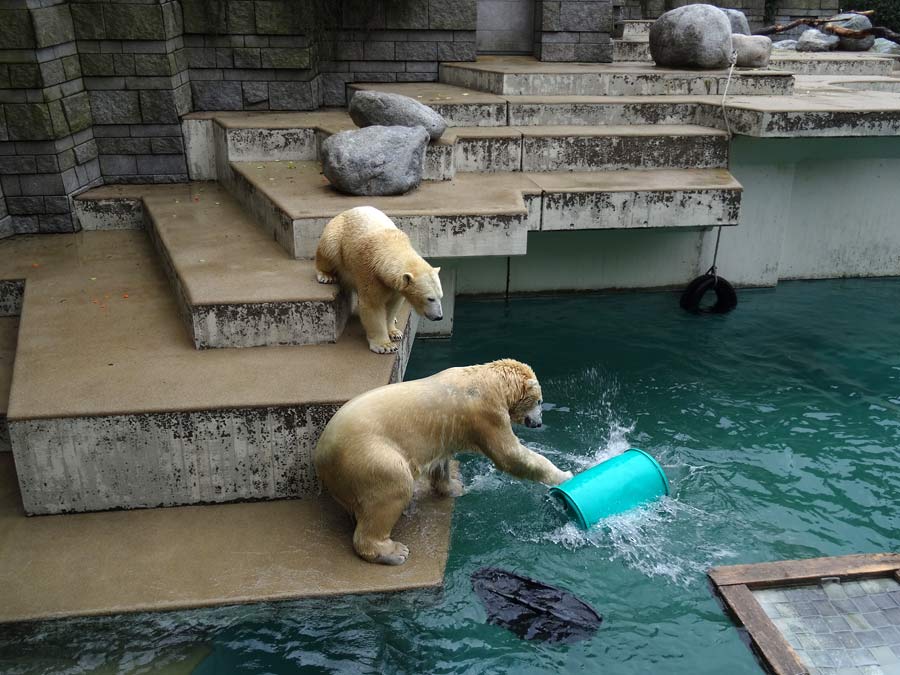 Eisbärin Anori und Eisbär Luka im Wuppertaler Zoo am 22. Februar 2015