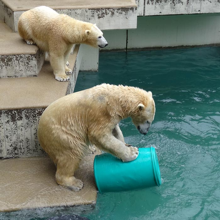 Eisbären am 22. Februar 2015 im Wuppertaler Zoo