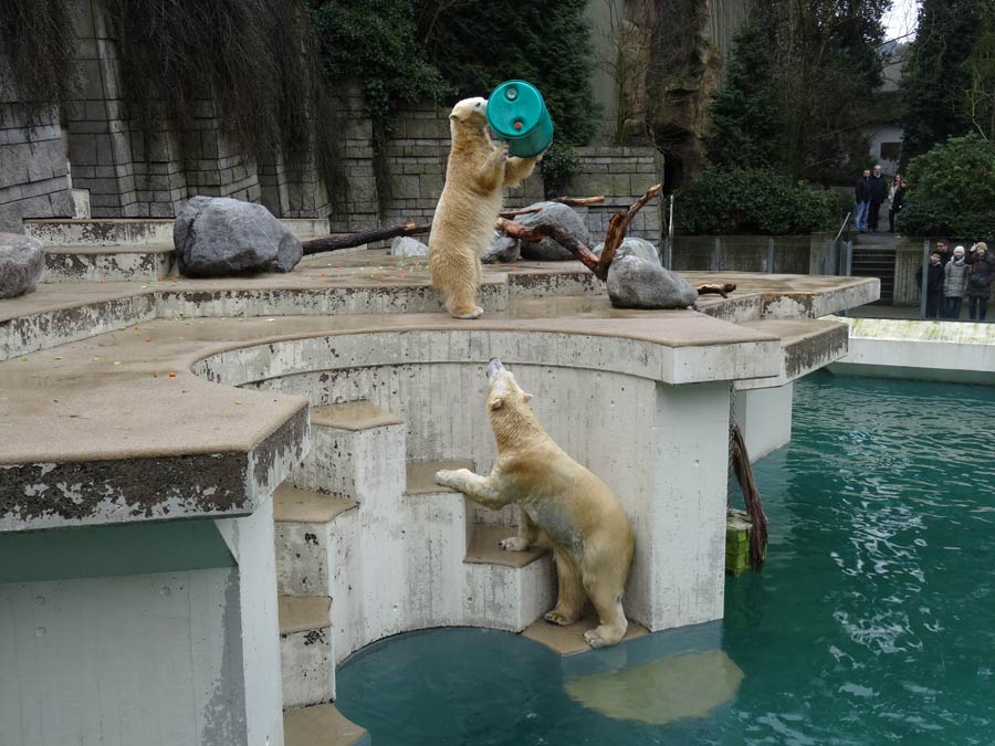 Eisbärin Anori und Eisbär Luka im Wuppertaler Zoo am 22. Februar 2015