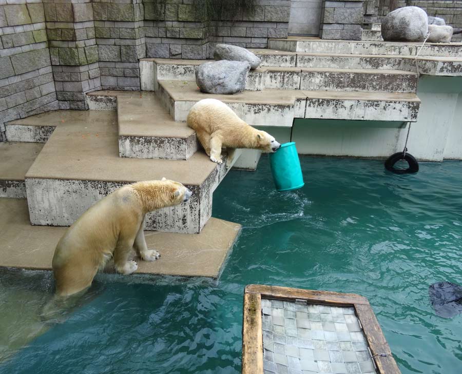 Eisbär Luka und Eisbärin Anori im Zoologischen Garten Wuppertal am 22. Februar 2015