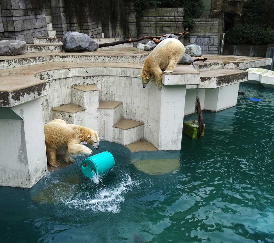 Eisbär Luka und Eisbärin Anori im Wuppertaler Zoo am 22. Februar 2015