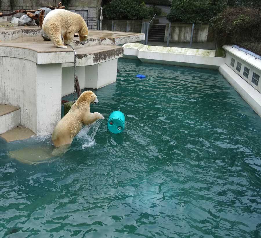 Eisbärin Anori und Eisbär Luka im Grünen Zoo Wuppertal am 22. Februar 2015