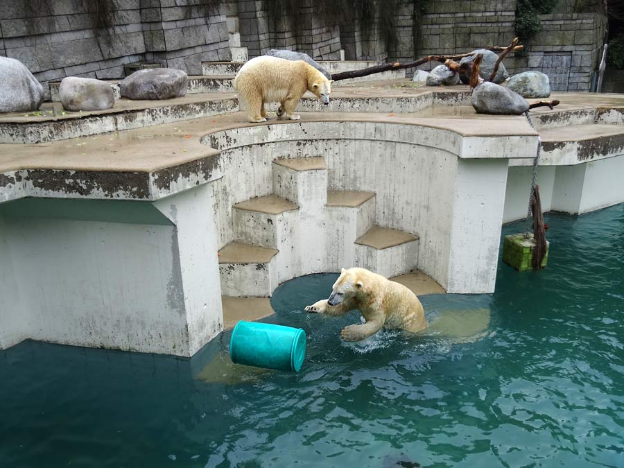 Eisbärin Anori und Eisbär Luka im Wuppertaler Zoo am 22. Februar 2015