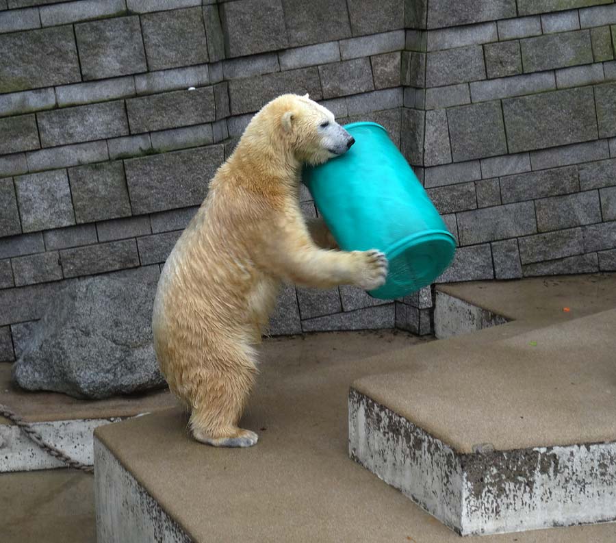 Eisbärin Anori im Zoo Wuppertal am 22. Februar 2015