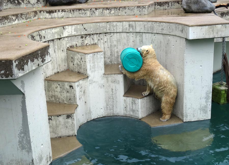 Eisbärin Anori im Grünen Zoo Wuppertal am 22. Februar 2015