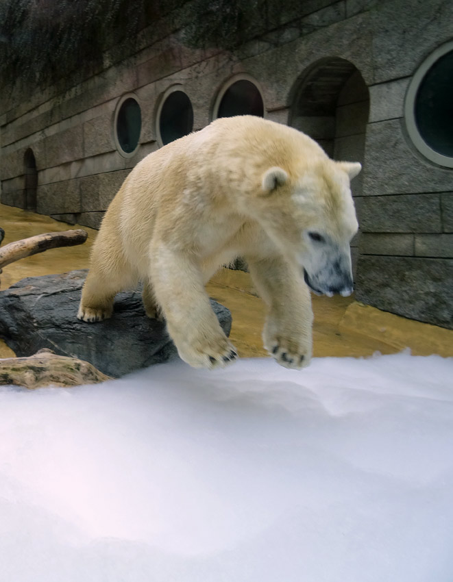 Eisbär LUKA im Zoologischen Garten Wuppertal am 22. März 2015