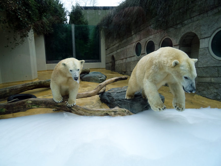 Eisbärin ANORI und Eisbär LUKA im Zoo Wuppertal am 22. März 2015