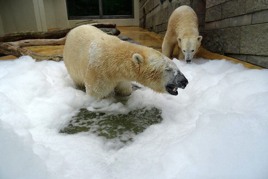 Eisbär LUKA und Eisbärin ANORI im Wuppertaler Zoo am 22. März 2015