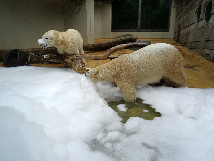 Eisbärin ANORI und Eisbär LUKA im Zoo Wuppertal am 22. März 2015