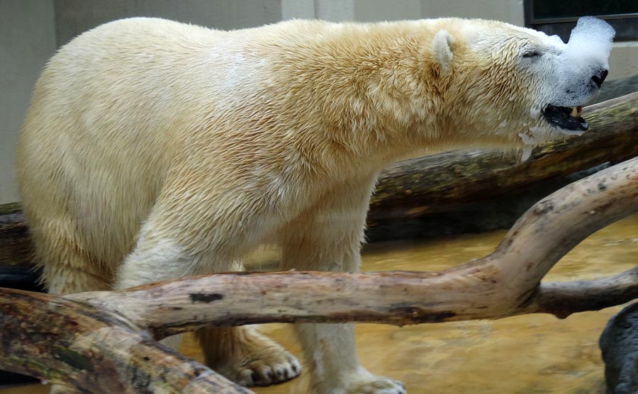 Eisbärin ANORI im Zoologischen Garten Wuppertal am 22. März 2015