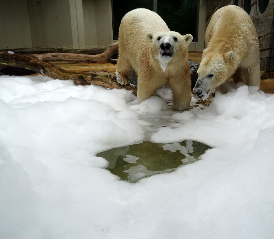 Eisbärin ANORI und Eisbär LUKA im Zoo Wuppertal am 22. März 2015