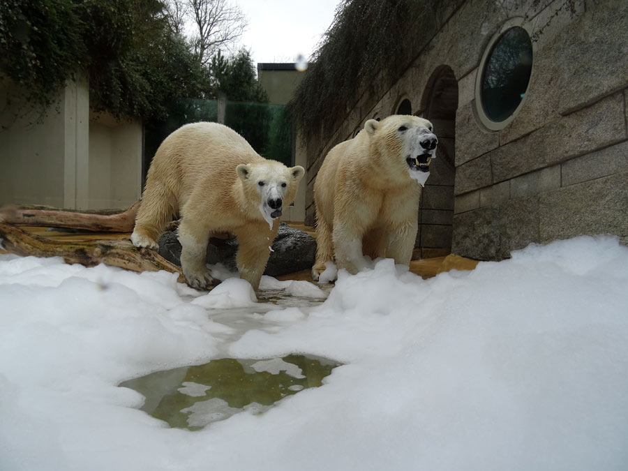 Eisbärin ANORI und Eisbär LUKA im Grünen Zoo Wuppertal am 22. März 2015