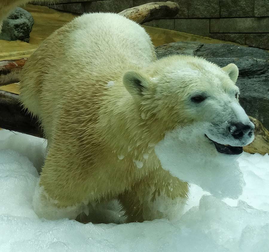 Eisbärin ANORI im Grünen Zoo Wuppertal am 22. März 2015