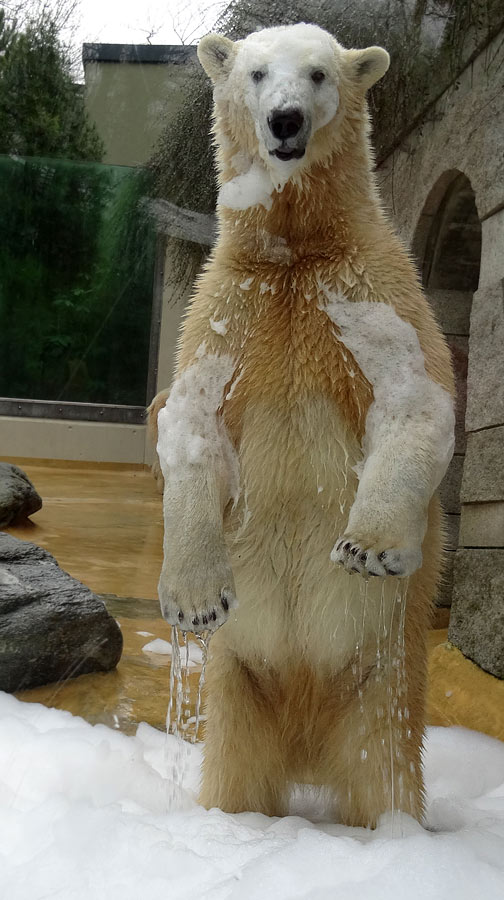 Eisbärin ANORI im Zoologischen Garten Wuppertal am 22. März 2015