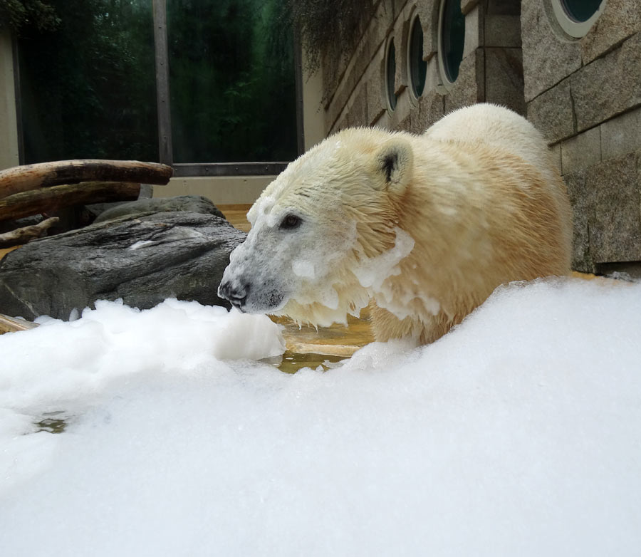 Eisbärin ANORI im Grünen Zoo Wuppertal am 22. März 2015