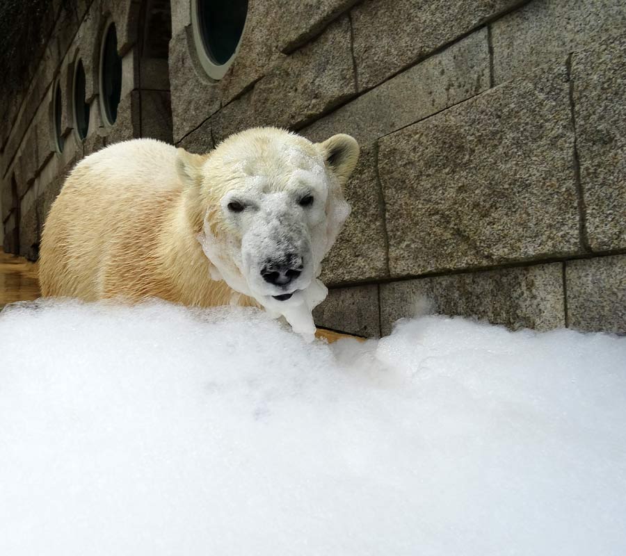 Eisbärin ANORI im Zoologischen Garten Wuppertal am 22. März 2015