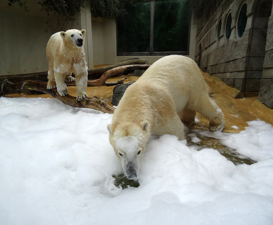 Eisbärin ANORI und Eisbär LUKA im Zoo Wuppertal am 22. März 2015