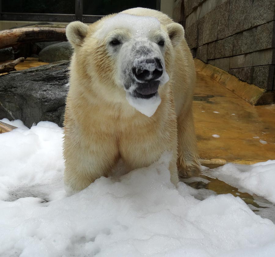 Eisbär LUKA im Grünen Zoo Wuppertal am 22. März 2015