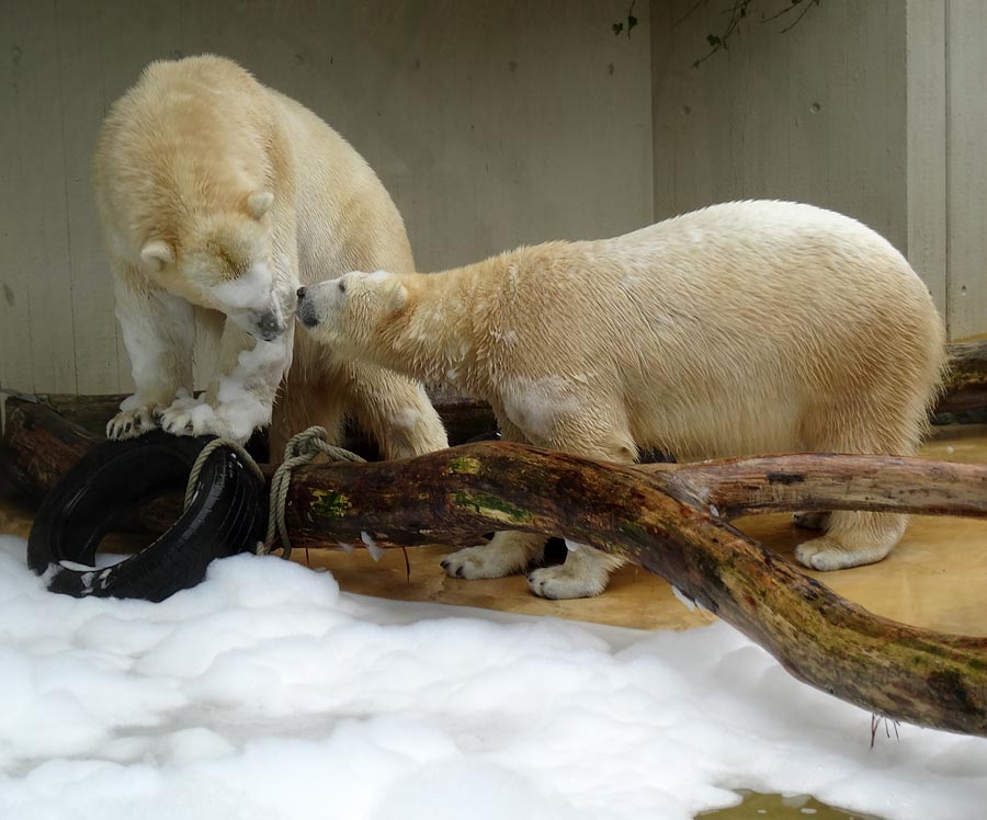 Eisbär LUKA und Eisbärin ANORI im Zoo Wuppertal am 22. März 2015