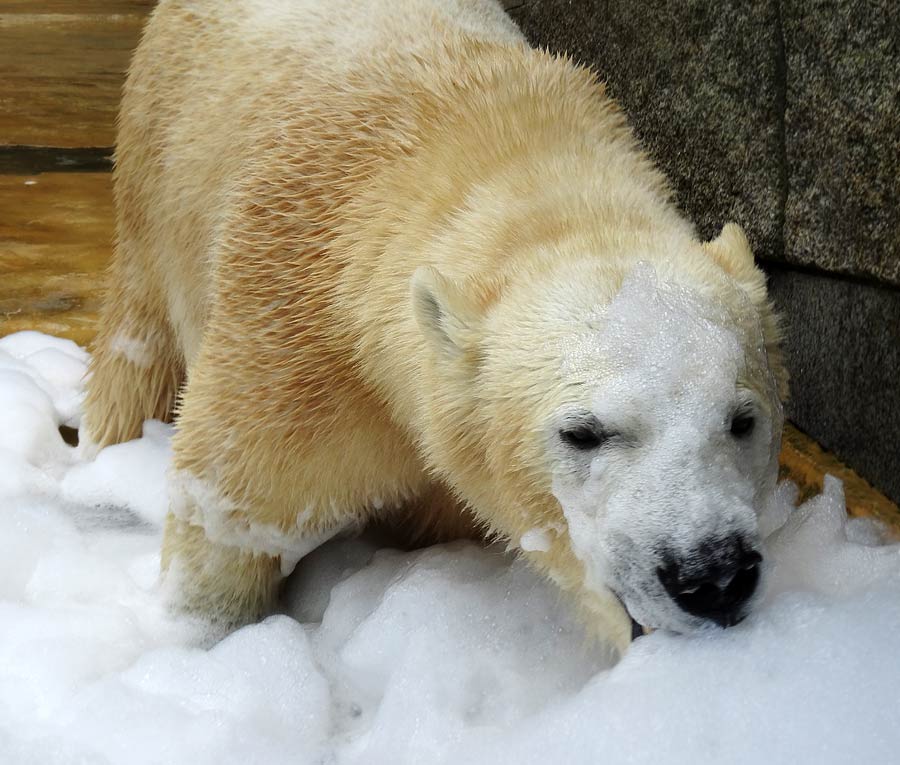 Eisbärin ANORI im Zoologischen Garten Wuppertal am 22. März 2015