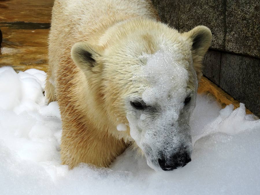 Eisbärin ANORI im Wuppertaler Zoo am 22. März 2015