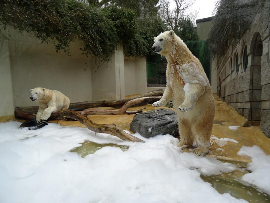 Eisbär LUKA und Eisbärin ANORI im Zoologischen Garten Wuppertal am 22. März 2015