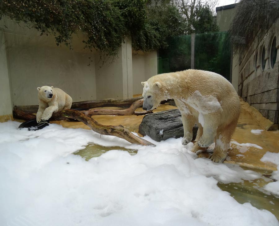 Eisbär LUKA und Eisbärin ANORI im Grünen Zoo Wuppertal am 22. März 2015