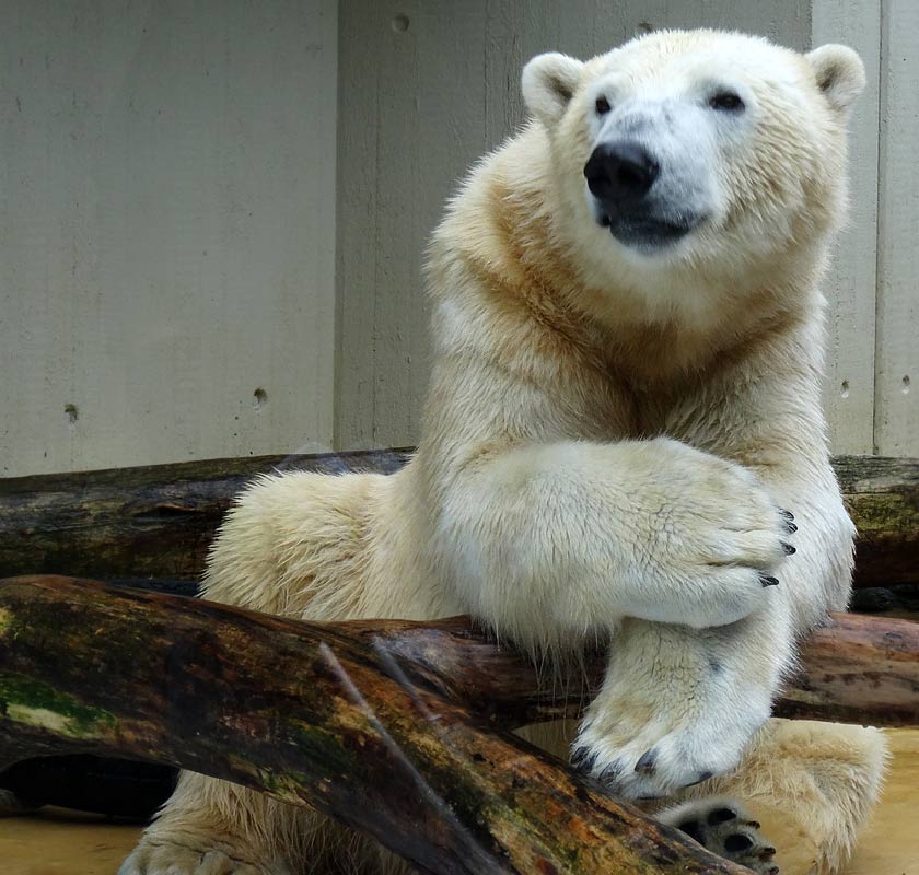 Eisbär LUKA im Zoologischen Garten Wuppertal am 22. März 2015