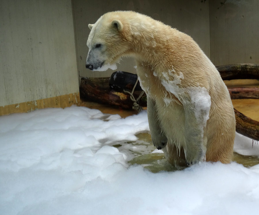 Eisbärin ANORI im Grünen Zoo Wuppertal am 22. März 2015