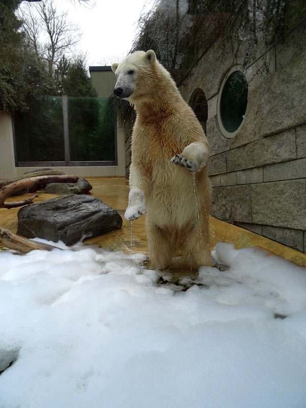 Eisbärin ANORI im Zoologischen Garten Wuppertal am 22. März 2015