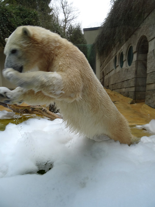 Eisbärin ANORI im Grünen Zoo Wuppertal am 22. März 2015