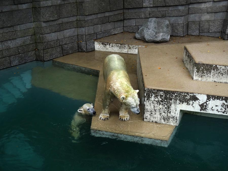 Eisbär LUKA und Eisbärin ANORI im Zoo Wuppertal am 10. Oktober 2015