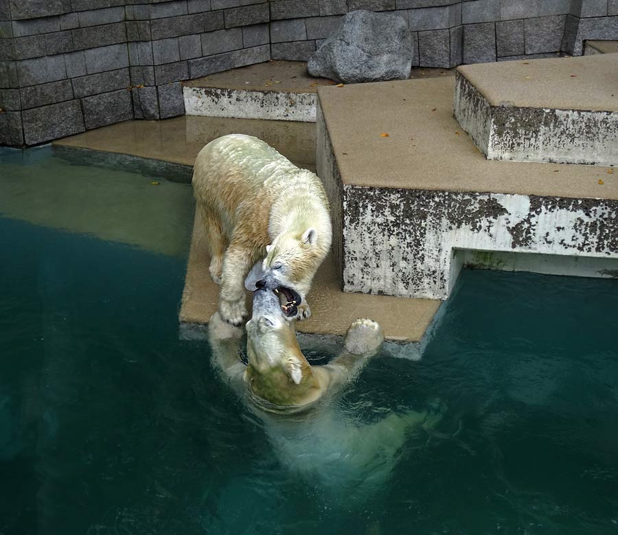 Eisbär LUKA und Eisbärin ANORI im Zoo Wuppertal am 10. Oktober 2015