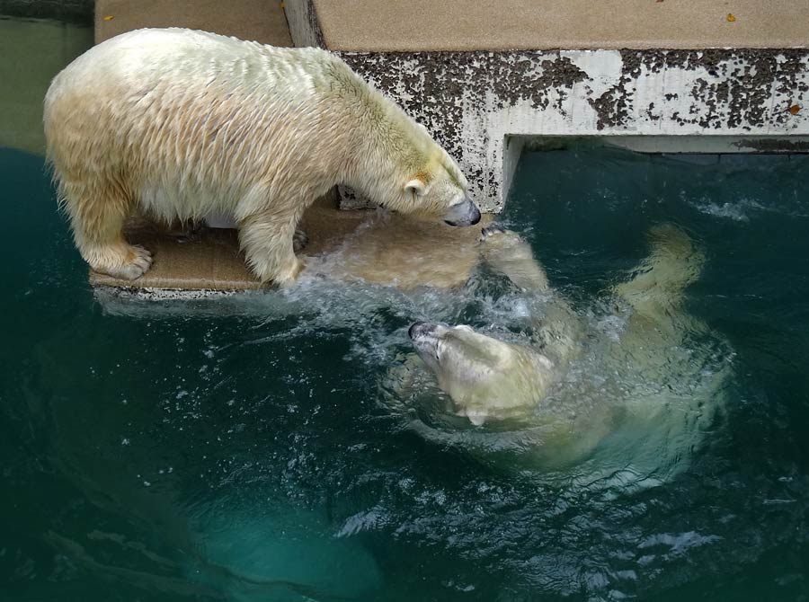 Eisbärin ANORI und Eisbär LUKA im Wuppertaler Zoo am 10. Oktober 2015