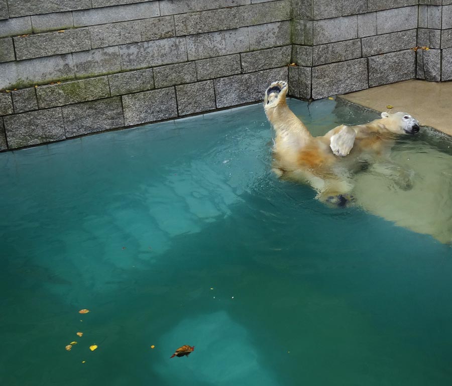 Eisbär LUKA im Grünen Zoo Wuppertal am 10. Oktober 2015