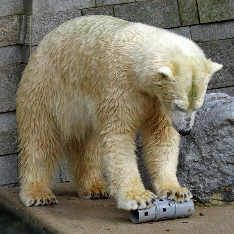 Eisbärin ANORI im Zoo Wuppertal am 23. Oktober 2015