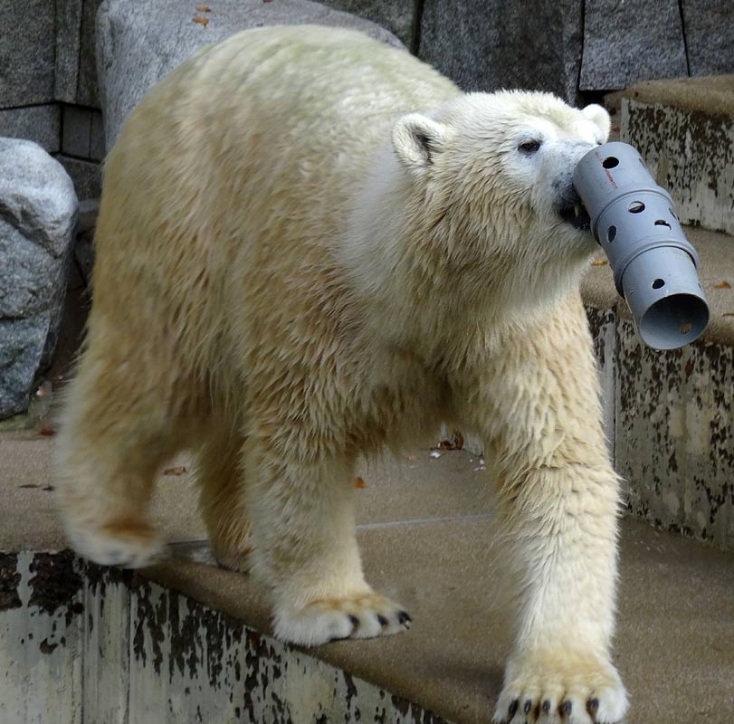 Eisbärin ANORI im Zoologischen Garten Wuppertal am 23. Oktober 2015