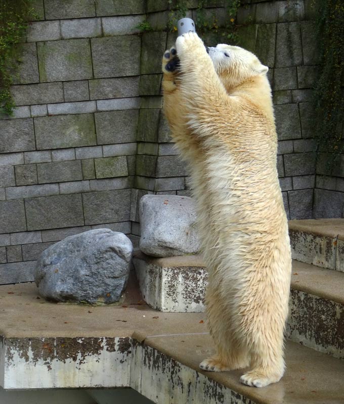 Eisbärin ANORI im Grünen Zoo Wuppertal am 23. Oktober 2015